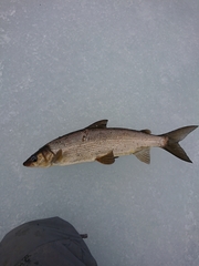 Coregonus clupeaformis