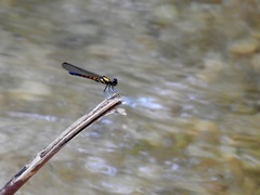 Chlorocypha cancellata
