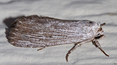 Catabena lineolata