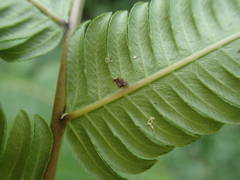 Sphaerostephanos elatus