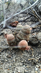 Echinocereus pectinatus pectinatus