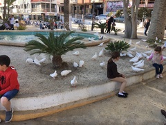 Columba livia domestica