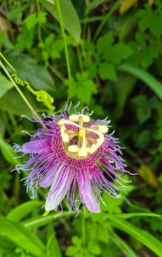 Passiflora serratifolia
