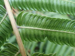 Sphaerostephanos elatus