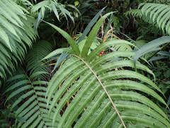 Sphaerostephanos elatus