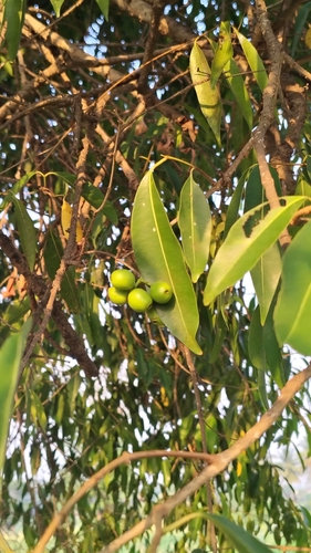 Java plum