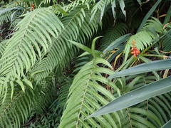 Sphaerostephanos elatus