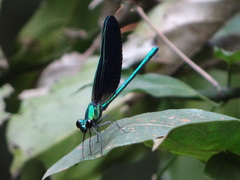 Sapho ciliata