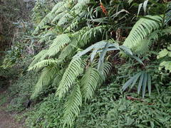 Sphaerostephanos elatus