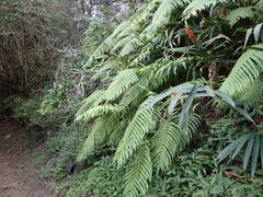 Sphaerostephanos elatus