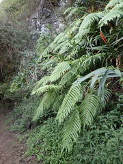 Sphaerostephanos elatus