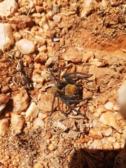 Palystella sexmaculata