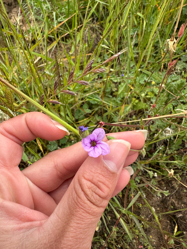 iNaturalist observation photo of Mediterranean Stork's-bill