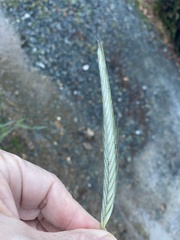 Hordeum pusillum
