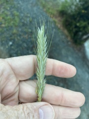 Hordeum pusillum