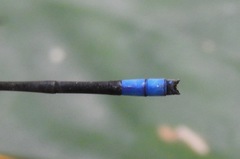 Pseudagrion glaucoideum