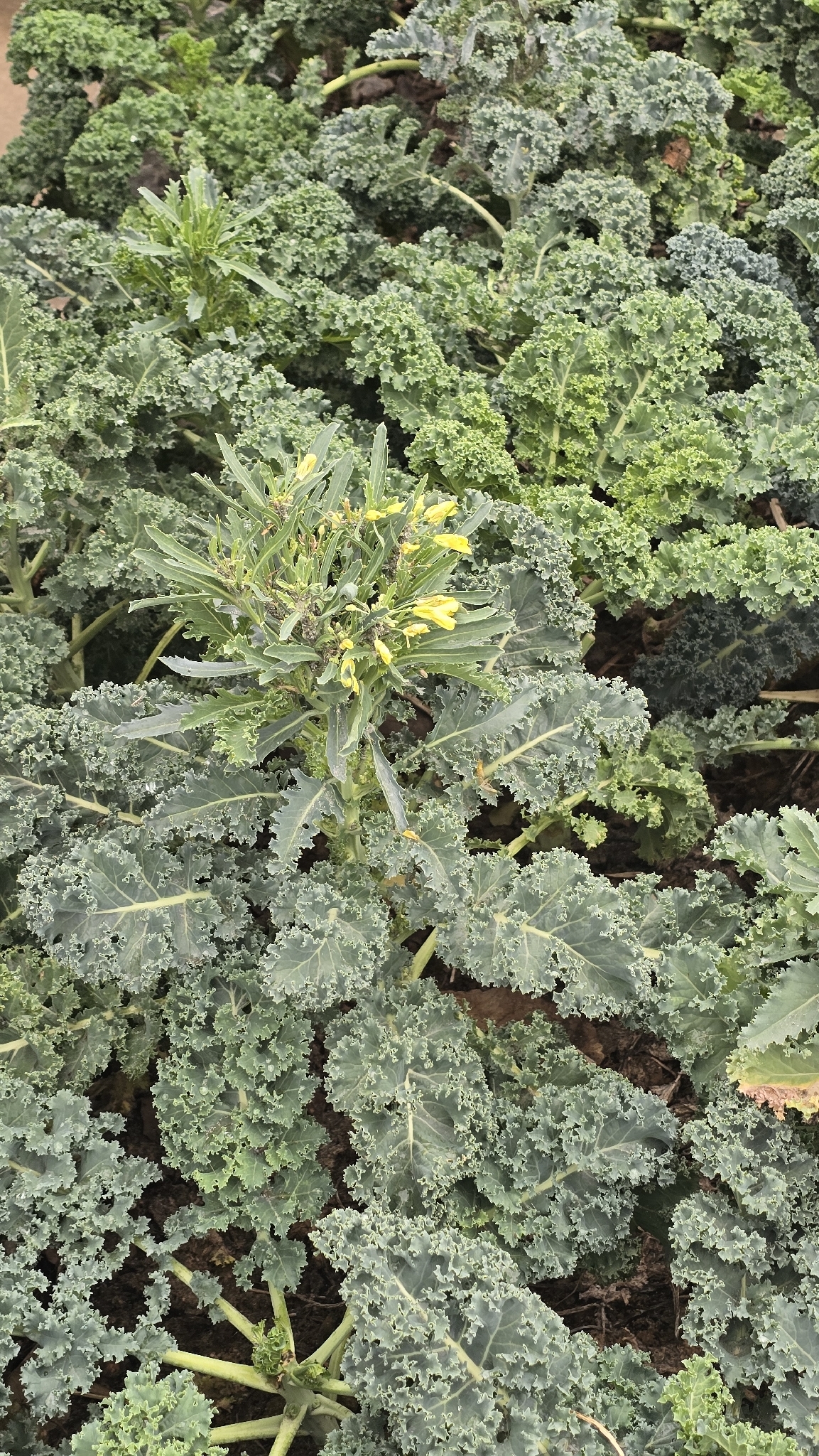 Kale leaves with ruffled edges in a vegetable plot