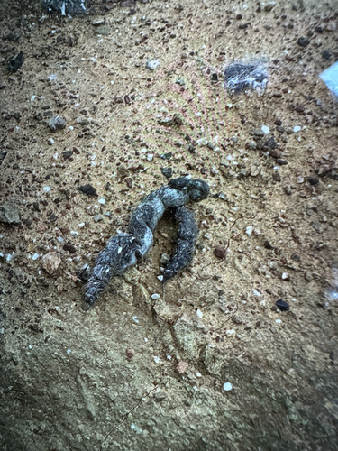 iNaturalist observation photo of Carnivorans