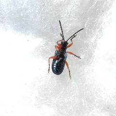 Coleoptera