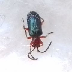 Coleoptera
