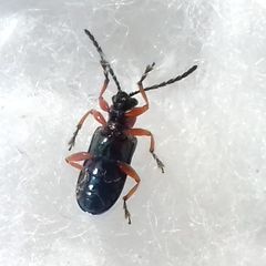 Coleoptera