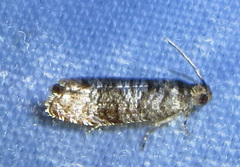 Grapholita packardi