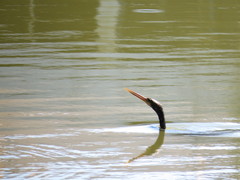 Anhinga anhinga