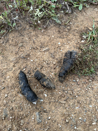 iNaturalist observation photo of Ungulates, Carnivorans, and Allies