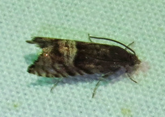 Sereda tautana