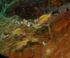 Pseudanthias huchtii