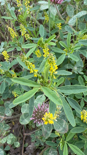iNaturalist observation photo of small melilot