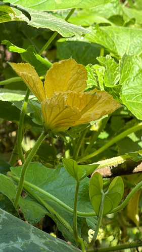 Benincasa hispida observed 2026-04-21