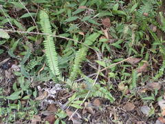 Nephrolepis cordifolia image