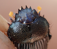 Scarabaeus anderseni