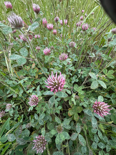 iNaturalist observation photo of Rose Clover