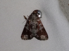 Condica cupentia