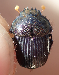 Scarabaeus anderseni