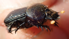 Scarabaeus anderseni