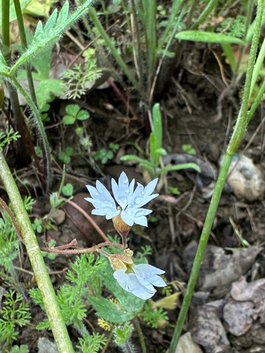 iNaturalist observation photo of San Francisco woodland-star