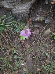 Primula algida, photograph (c) Matthew Rozanoff, some rights reserved (CC BY)