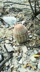 Echinocereus pectinatus pectinatus