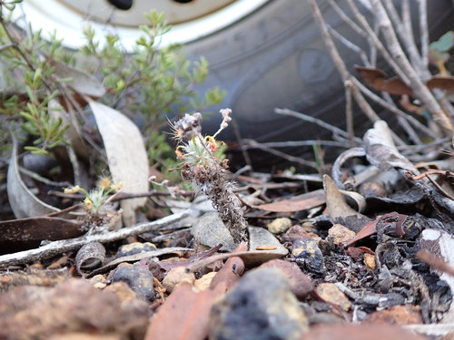 Drosera scorpioides (Drosera scorpioides)