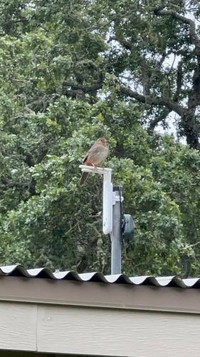 iNaturalist observation photo of California Towhee
