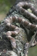 Lampropeltis triangulum