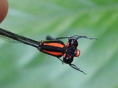 Pseudagrion serrulatum