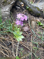 Primula algida, photograph (c) Matthew Rozanoff, some rights reserved (CC BY)