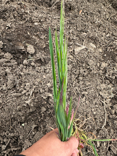 iNaturalist observation photo of great brome