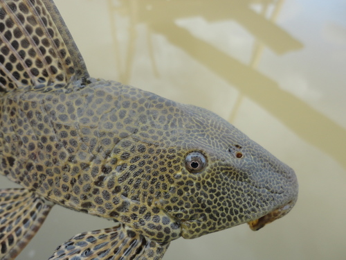 Wilsons pleco (Hypostomus wilsoni) — Loricariidae — 3