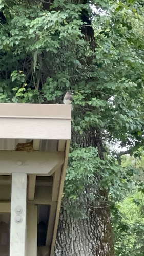 iNaturalist observation photo of Dark-eyed Junco