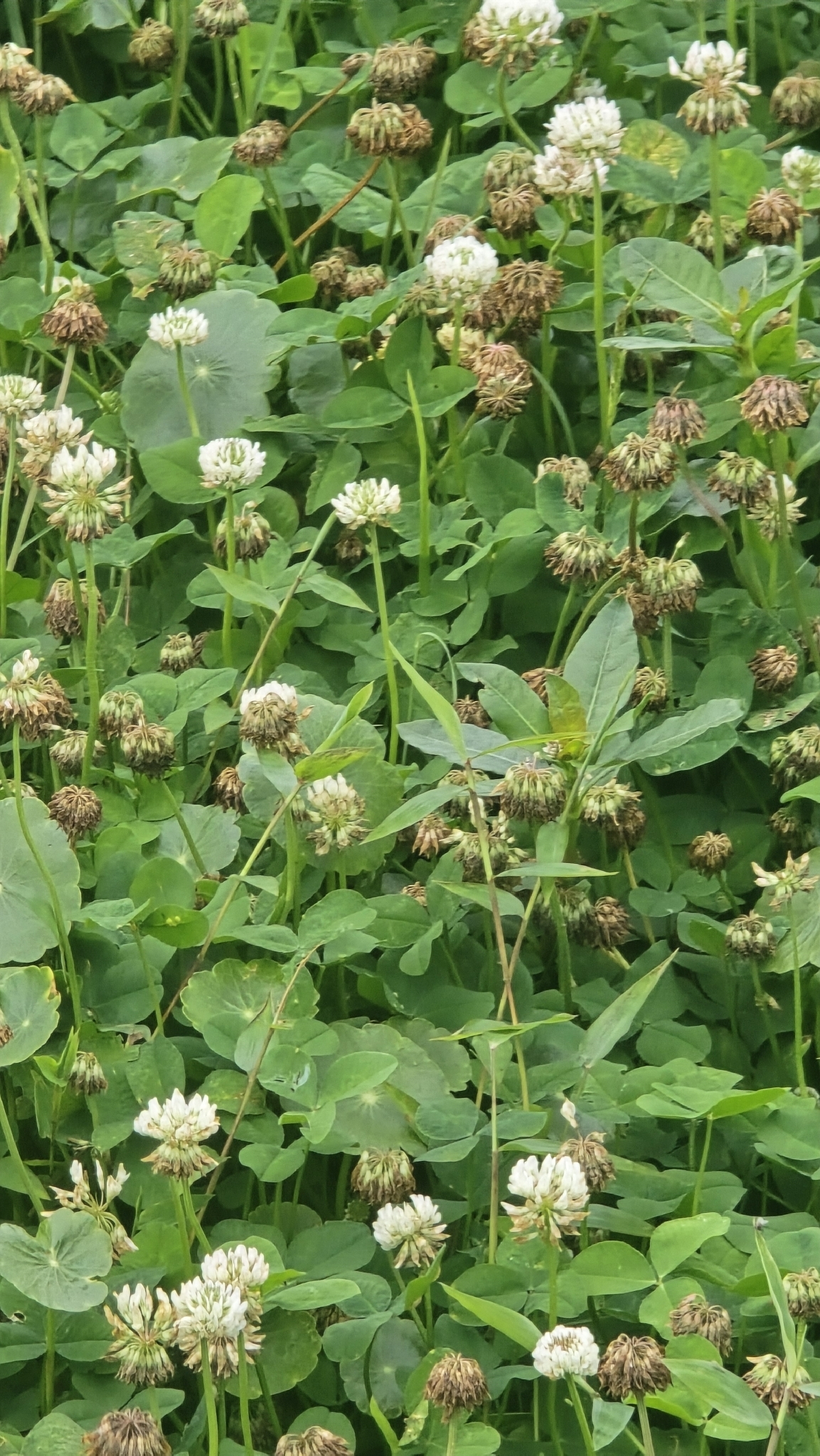 Trifolium repens (Trifolium repens)